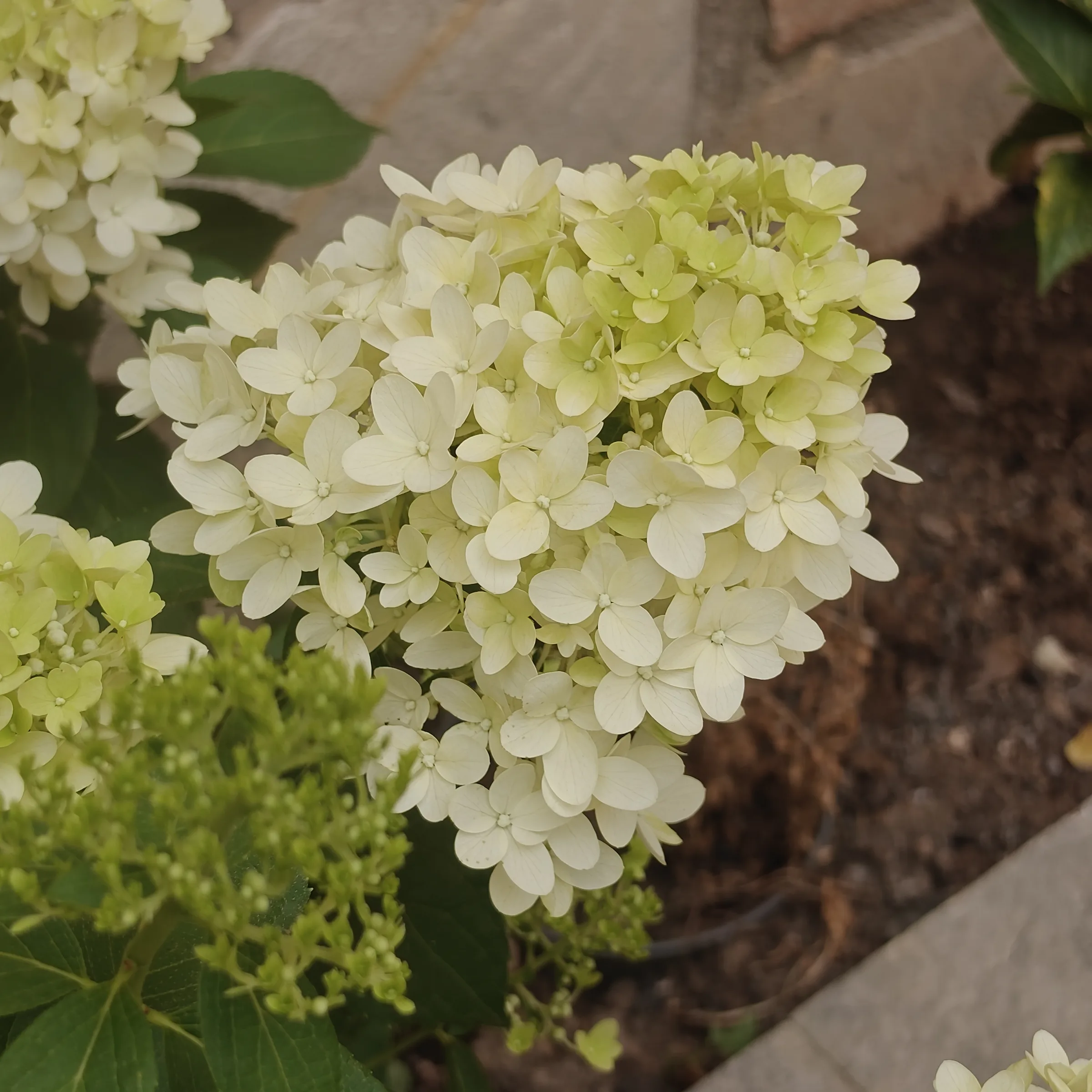 Hydrangea Paniculata 'Skyfall' flor 1