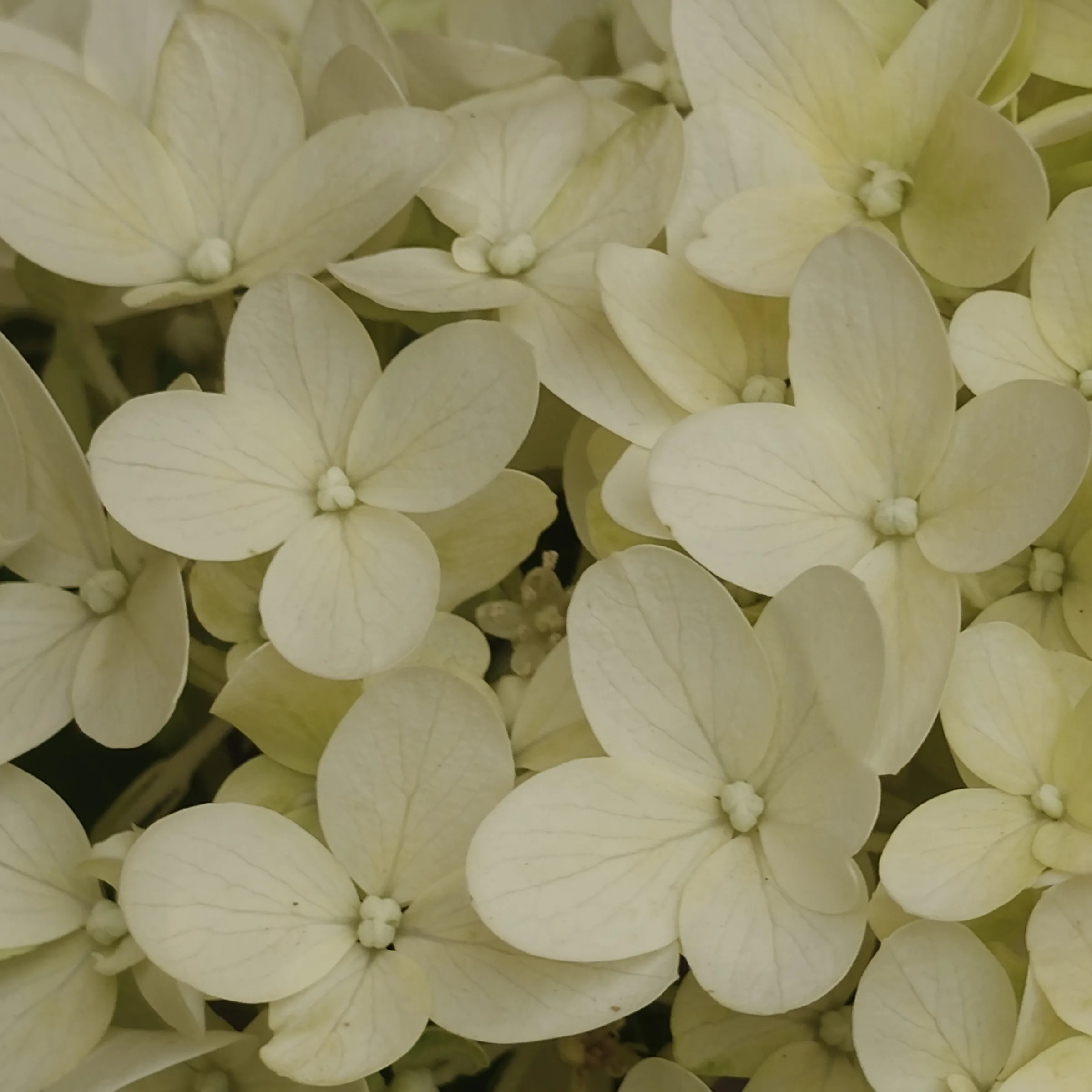 Hydrangea Paniculata 'Skyfall' flor 2
