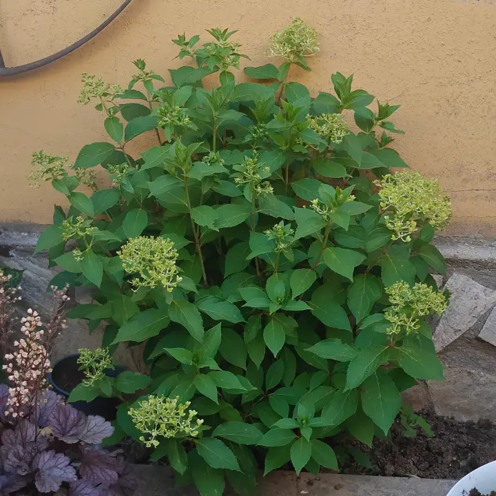 Hydrangea Paniculata 'Skyfall' 2