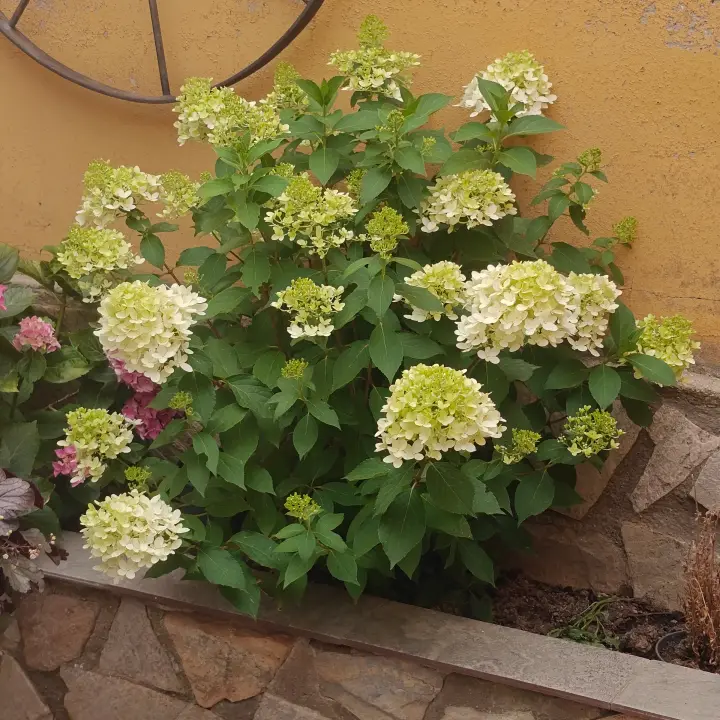 Hydrangea Paniculata 'Skyfall' 1