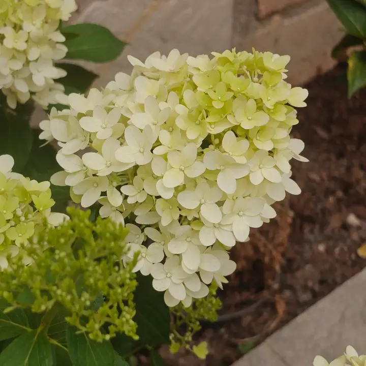 Hydrangea Paniculata 'Skyfall' flor 1