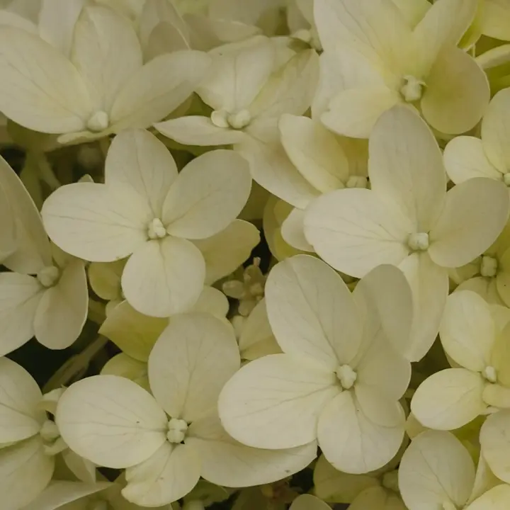 Hydrangea Paniculata 'Skyfall' flor 2