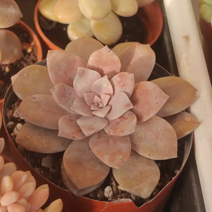 Graptopetalum Superbum 2