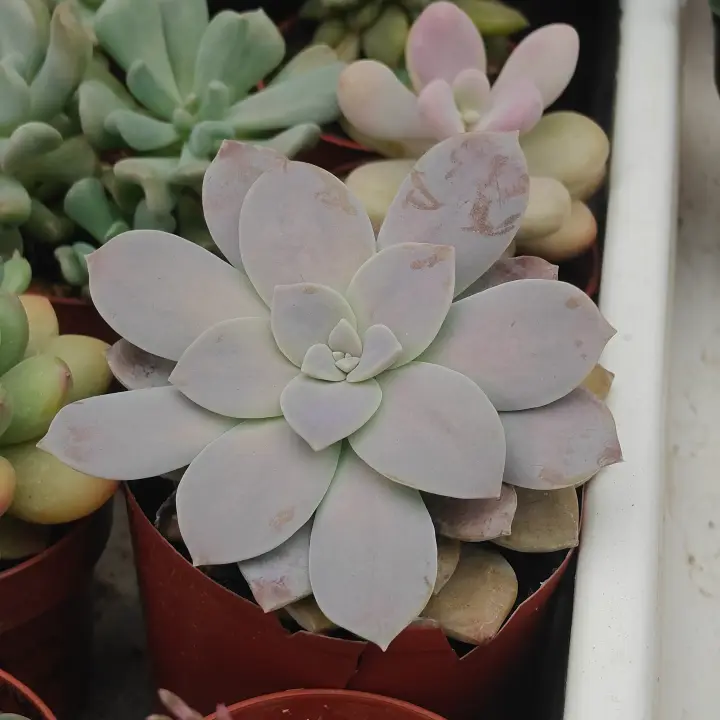 Graptopetalum Superbum 1