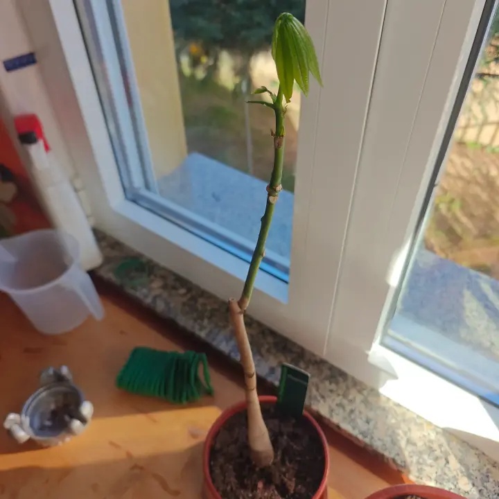 Pachira aquatica 1