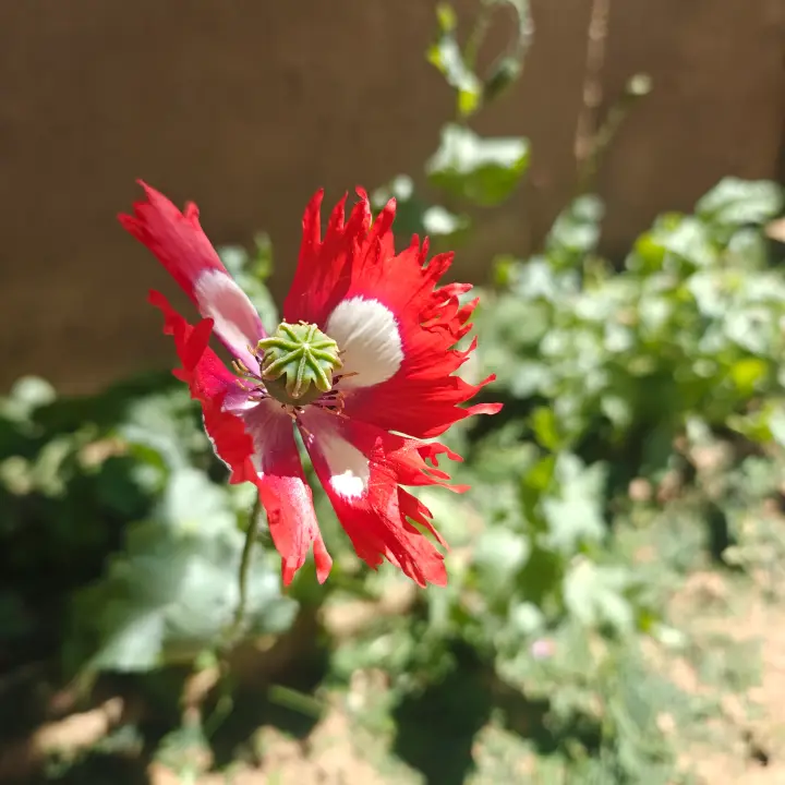 Papaver Somniferum flor 1