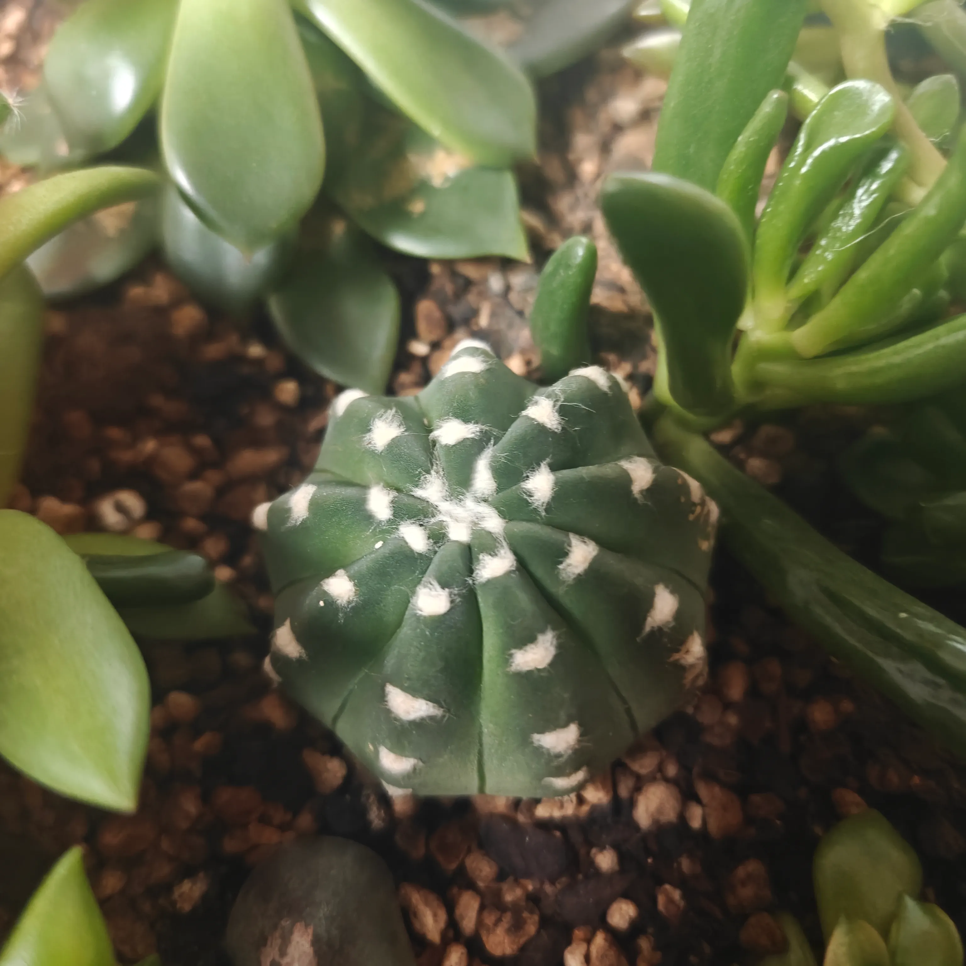 Echinopsis Subdenudata 2