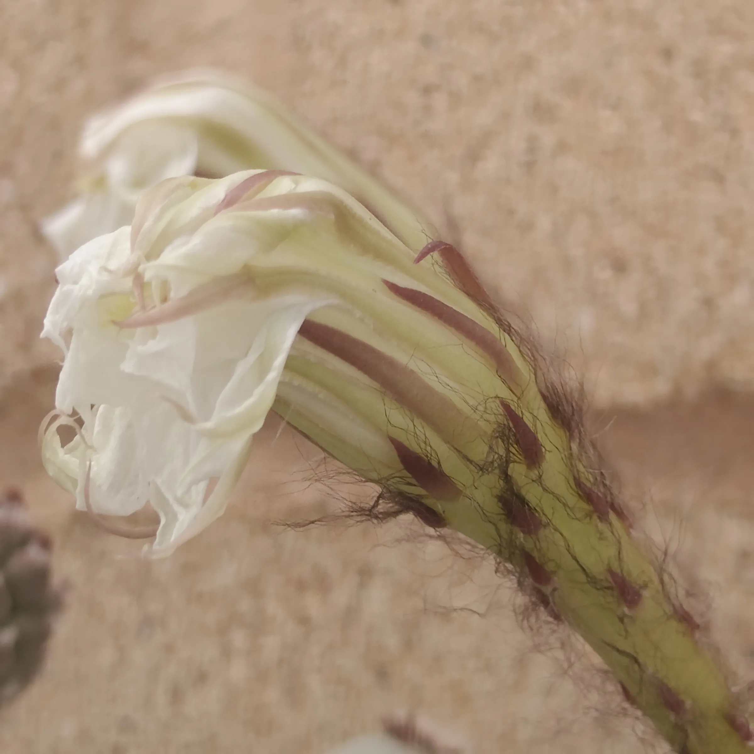 Echinopsis Subdenudata 3