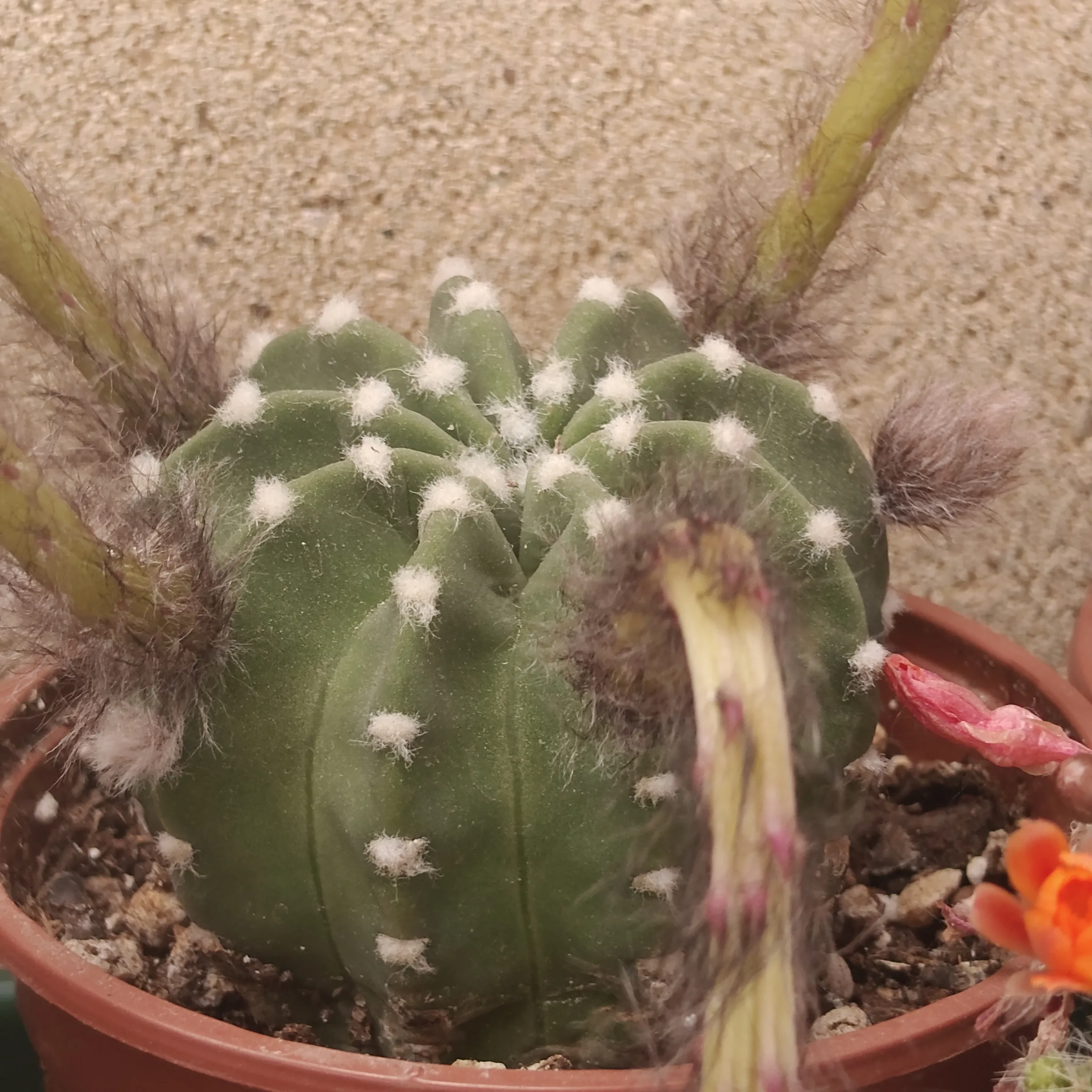 Echinopsis Subdenudata