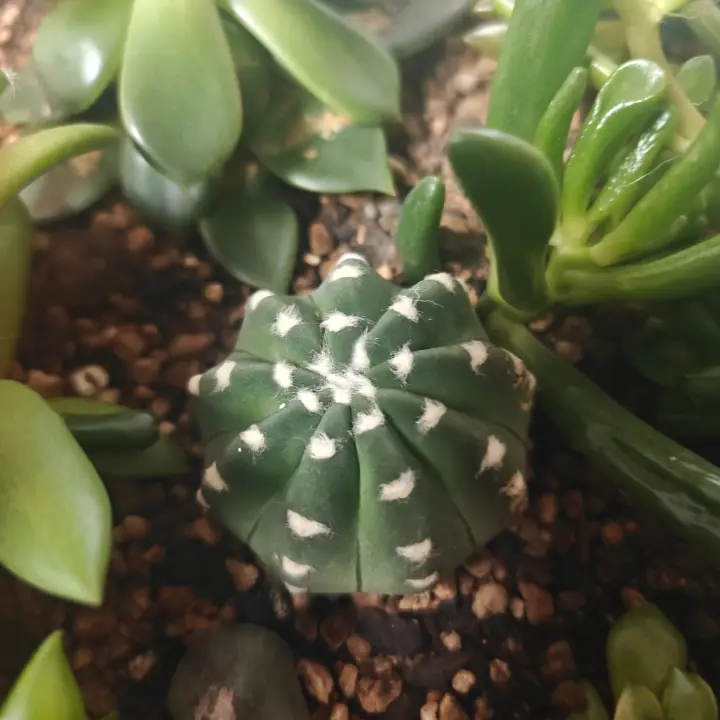 Echinopsis Subdenudata 2