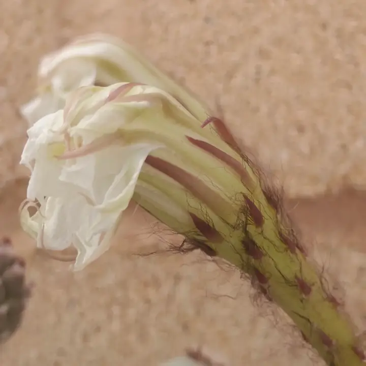 Echinopsis Subdenudata flor 3