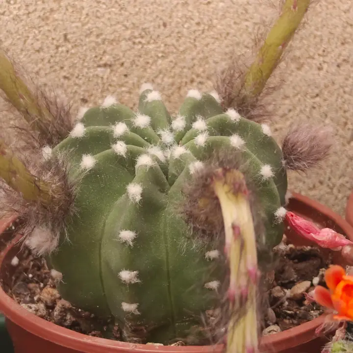 Echinopsis Subdenudata 1