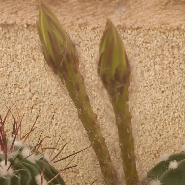 Echinopsis Subdenudata flor 4