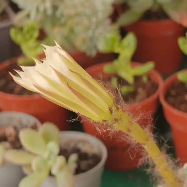 Echinopsis Subdenudata flor 1