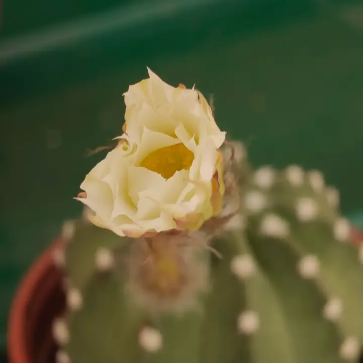 Echinopsis Subdenudata flor 2
