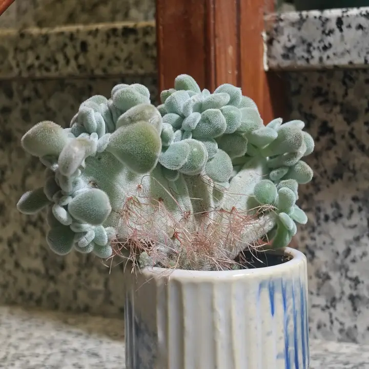 Echeveria pulvinata crestada 2