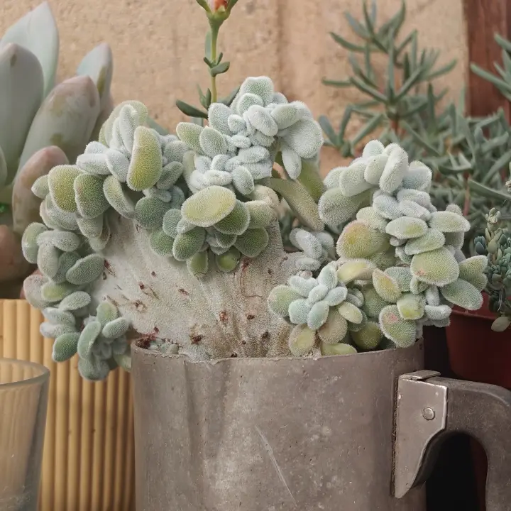 Echeveria pulvinata crestada 1