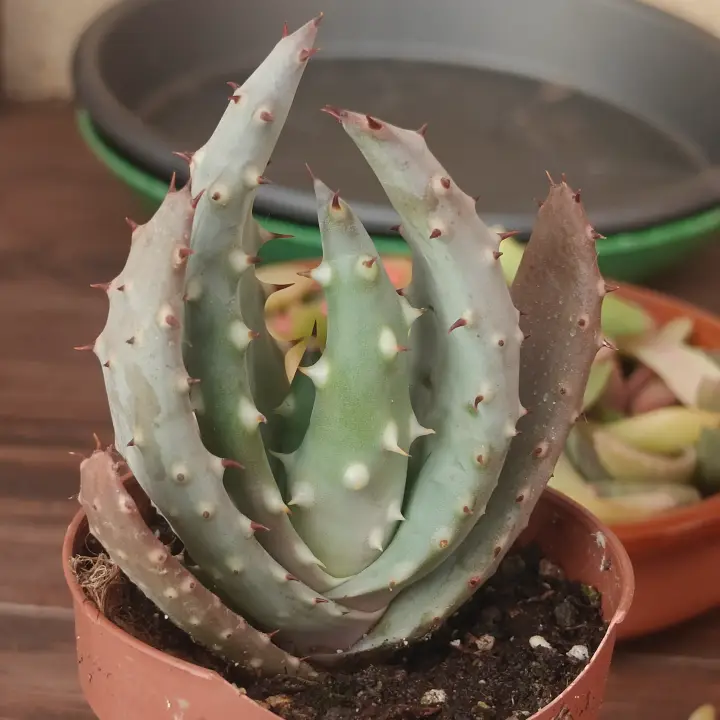 Aloe aculeata 1
