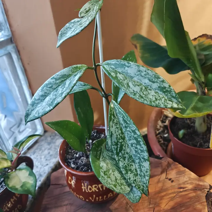 Hoya Pubicalyx 1