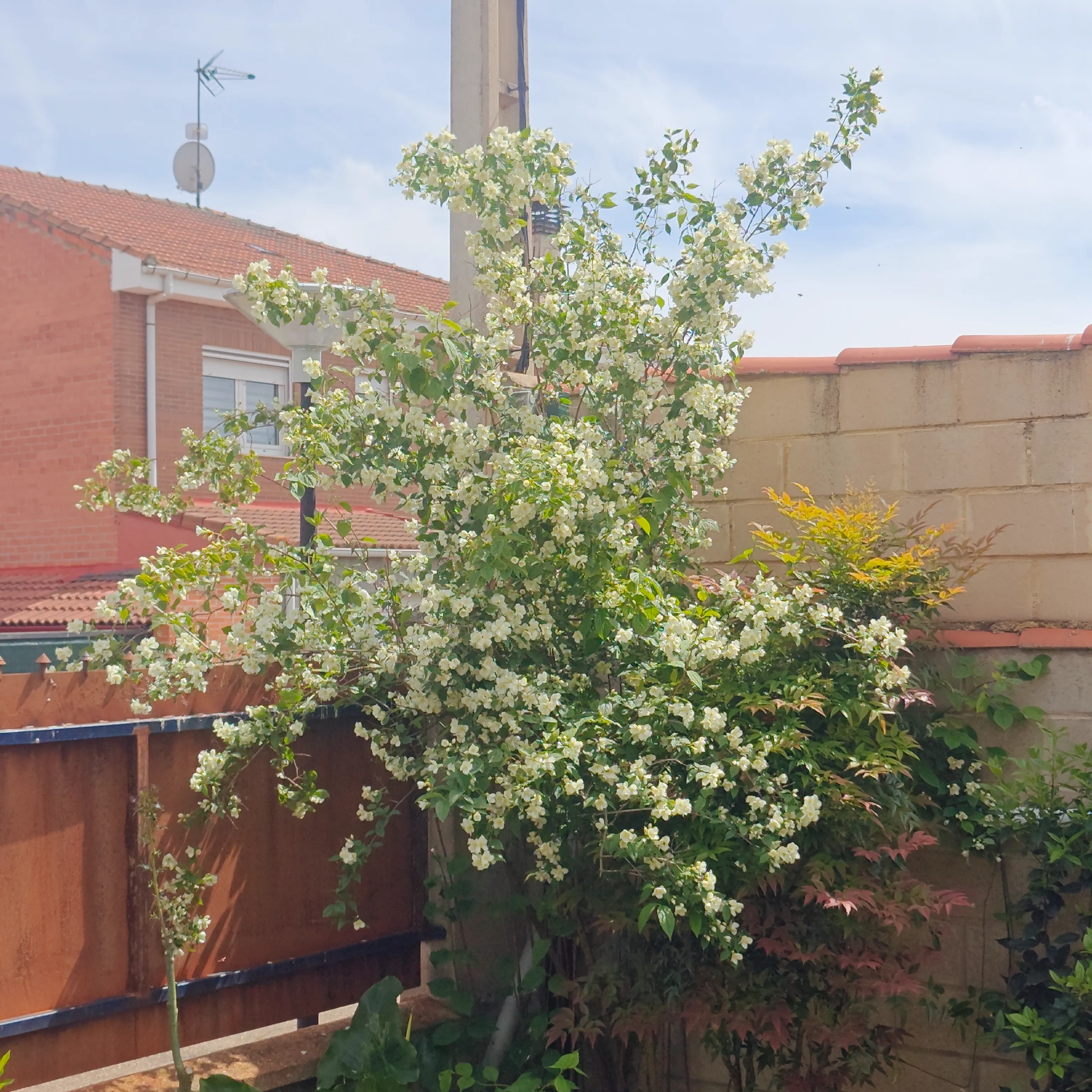 Philadelphus Coronarius