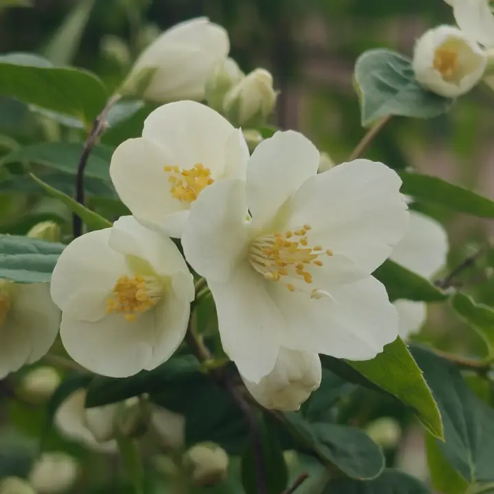 Philadelphus Coronarius flor 1