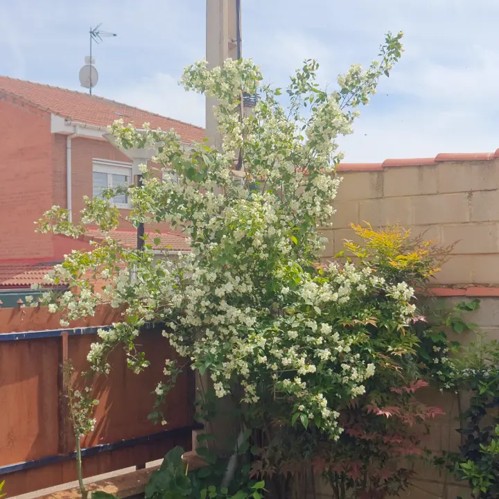 Philadelphus Coronarius 1