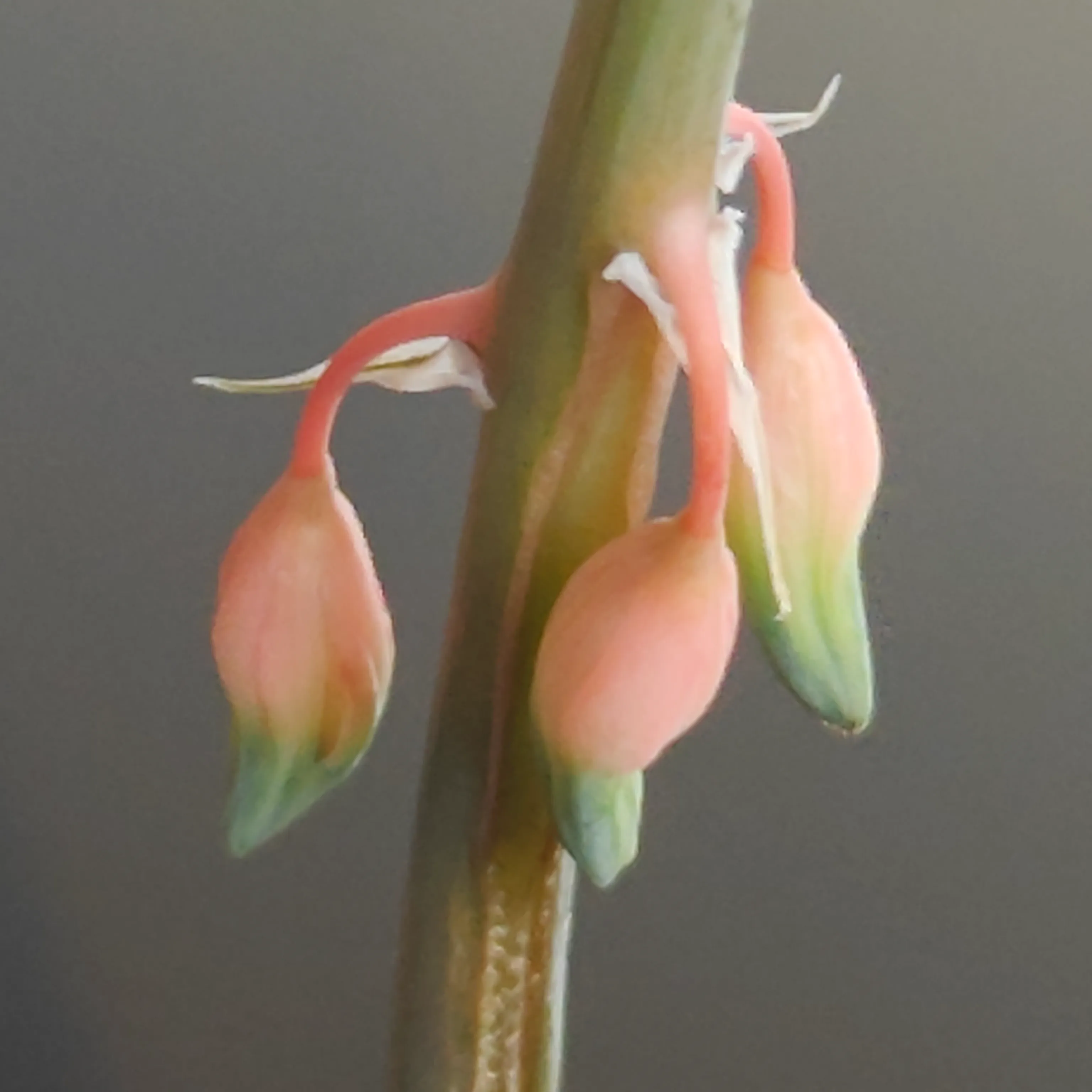 Gasteria obliqua 4