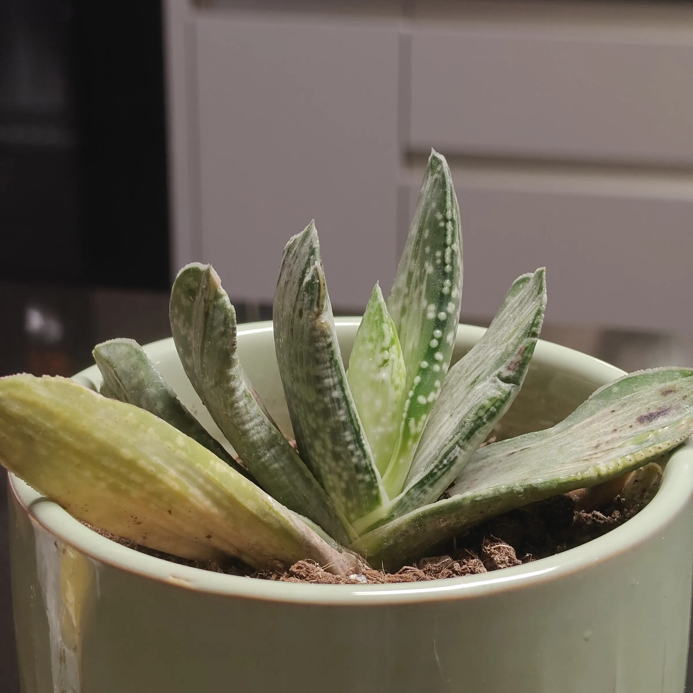 Gasteria obliqua 2