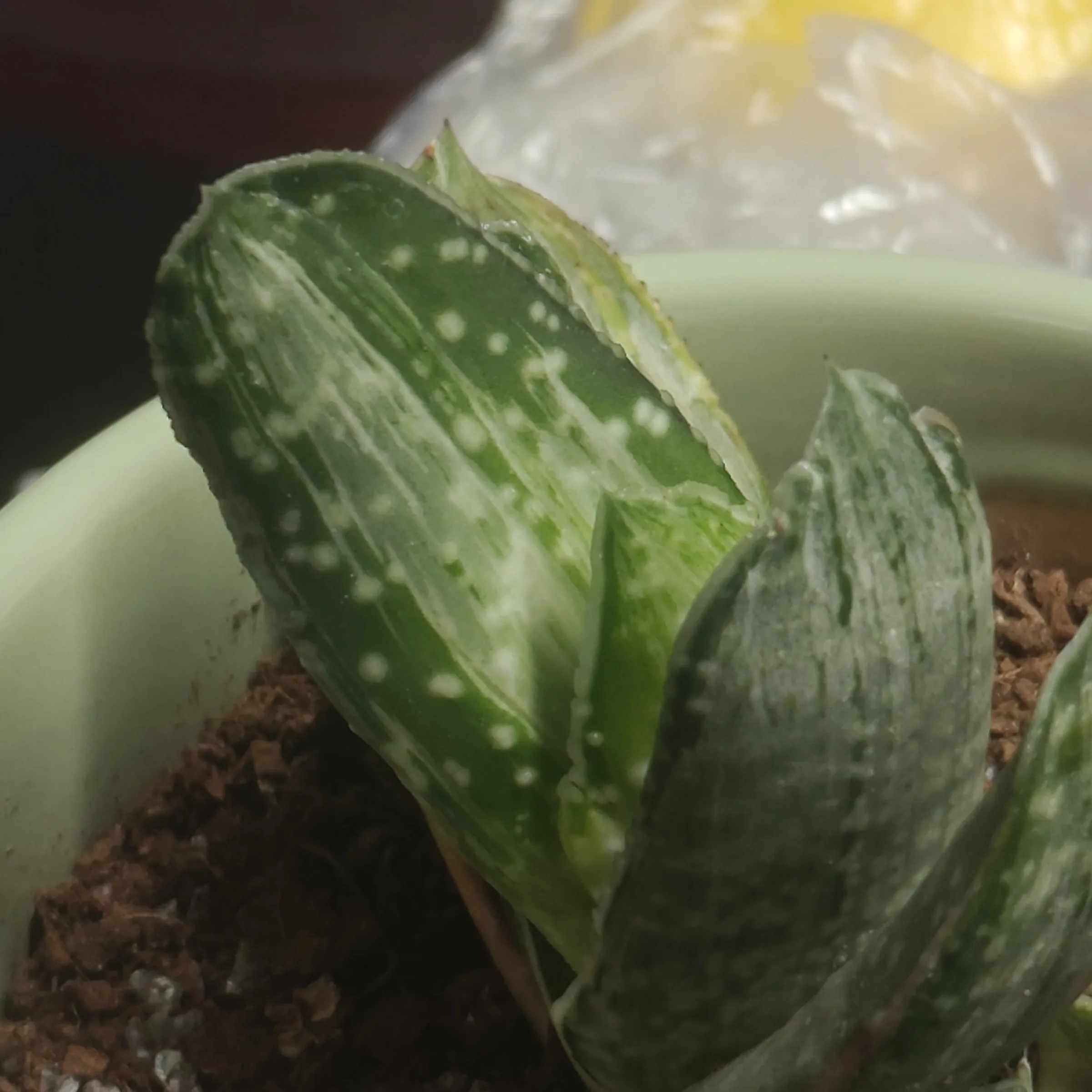 Gasteria obliqua 5