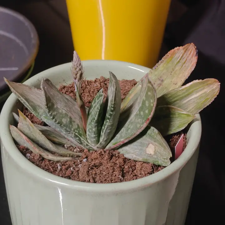 Gasteria obliqua 3