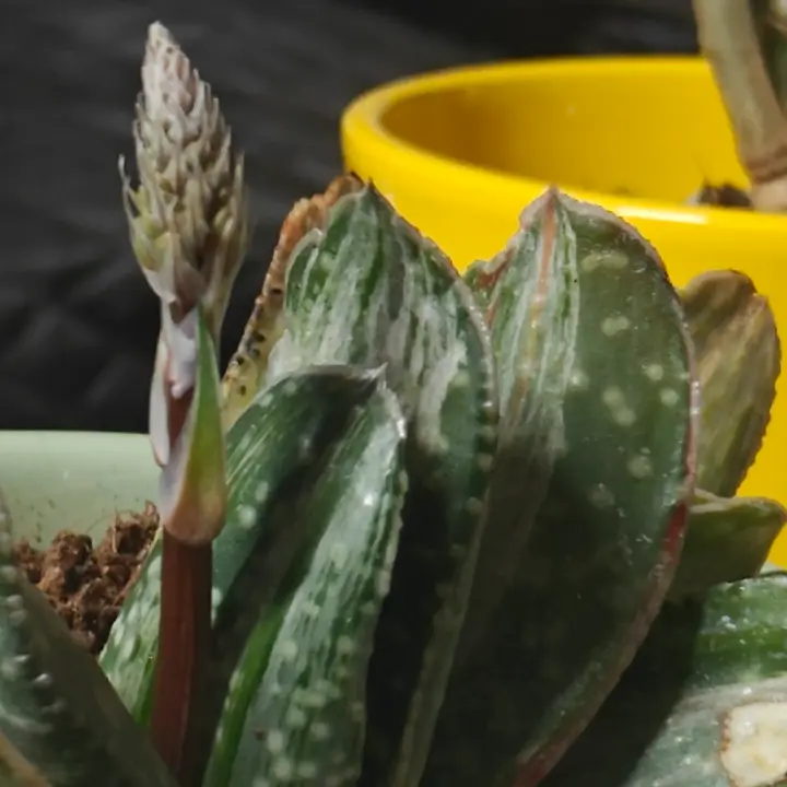 Gasteria obliqua flor 3