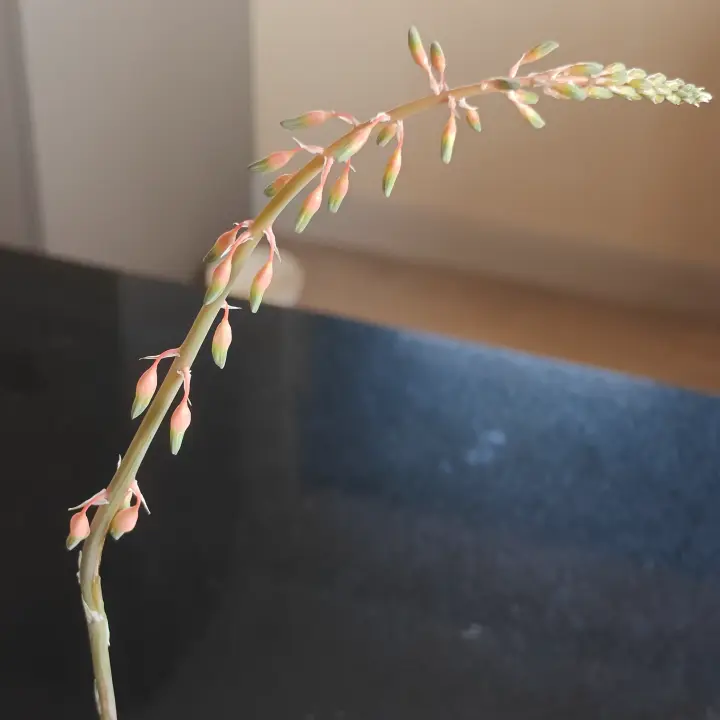 Gasteria obliqua flor 2