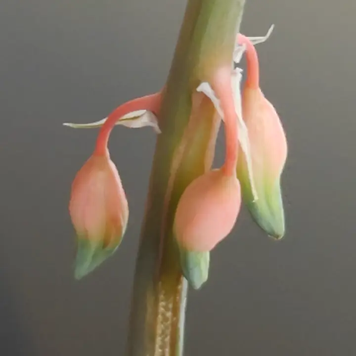 Gasteria obliqua flor 1