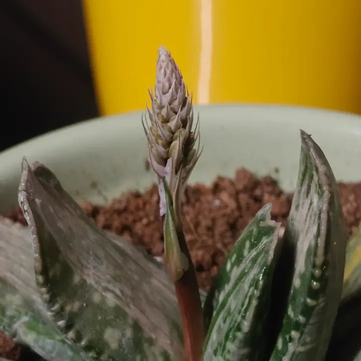 Gasteria obliqua flor 4