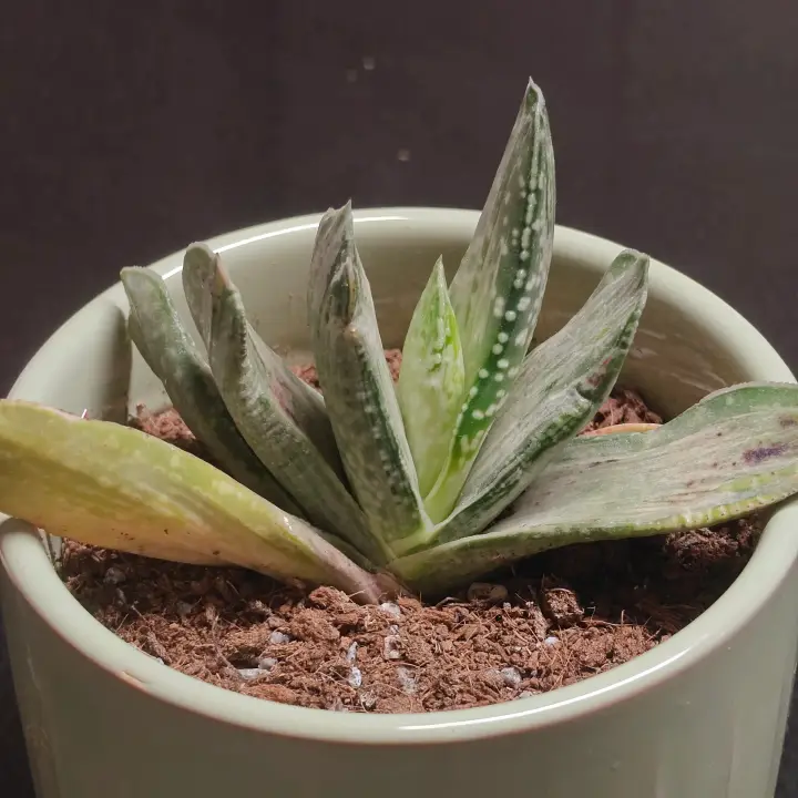 Gasteria obliqua 1