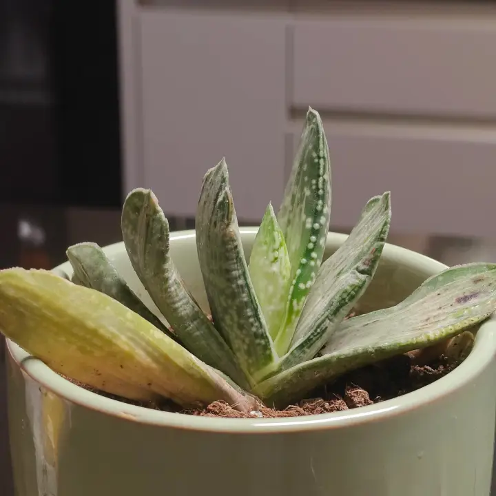 Gasteria obliqua 2