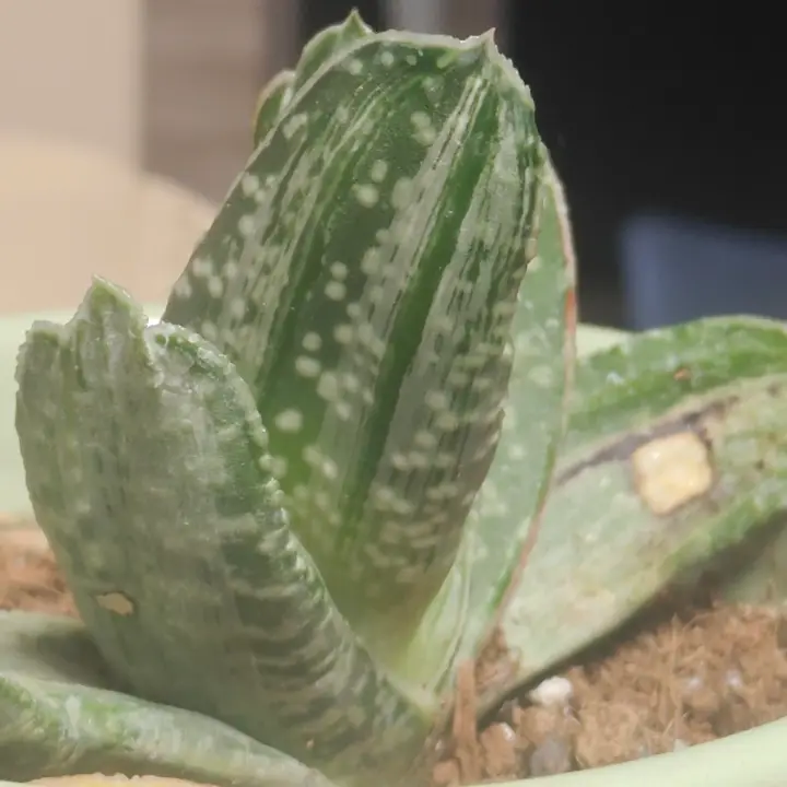 Gasteria obliqua 4