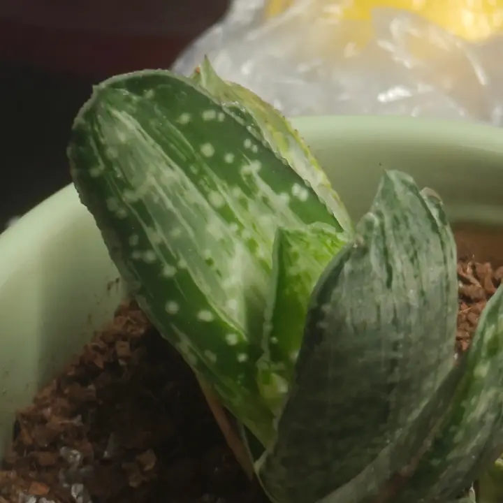 Gasteria obliqua 5