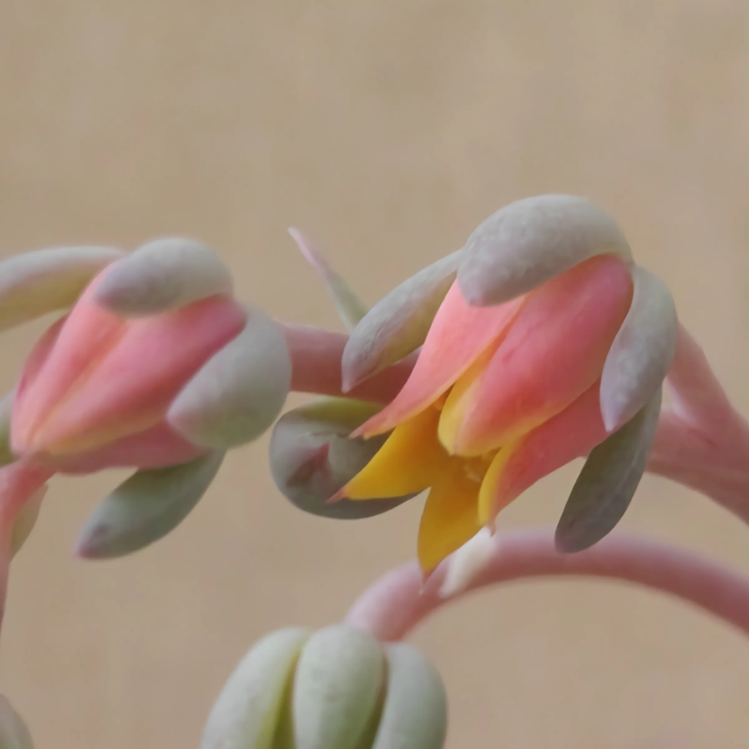 Pachyveria Hanabijin 3