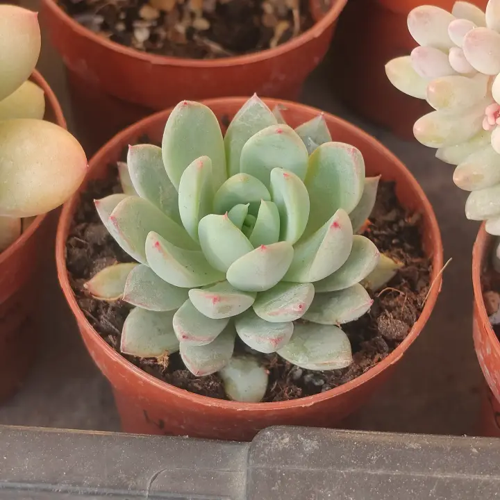 Pachyveria Hanabijin 2