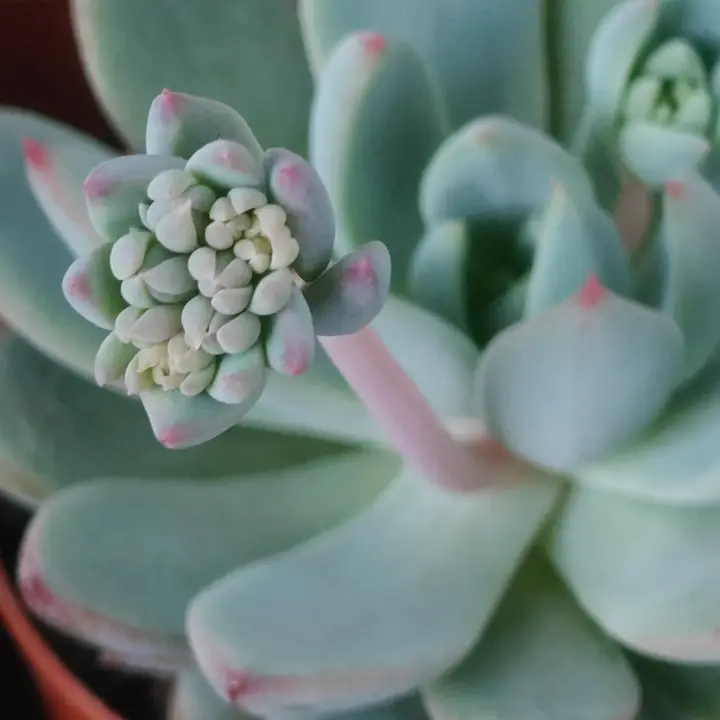 Pachyveria Hanabijin flor 3
