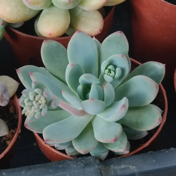 Pachyveria Hanabijin 1