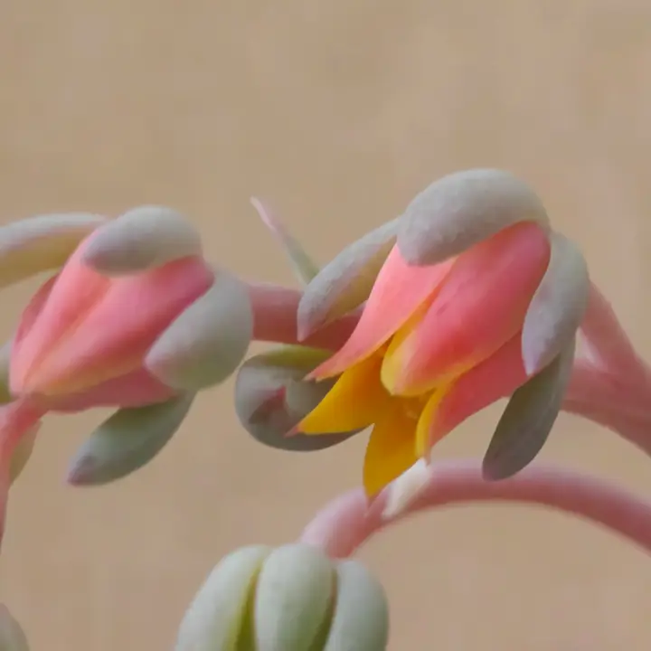 Pachyveria Hanabijin flor 1