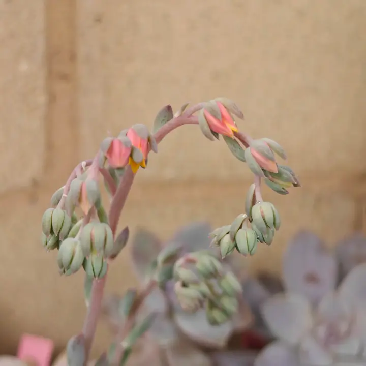 Pachyveria Hanabijin flor 2