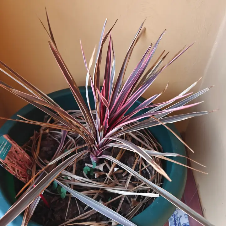 Cordyline Australis 4