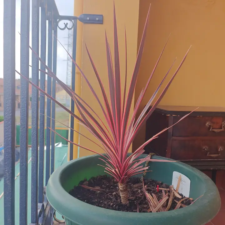 Cordyline Australis 3