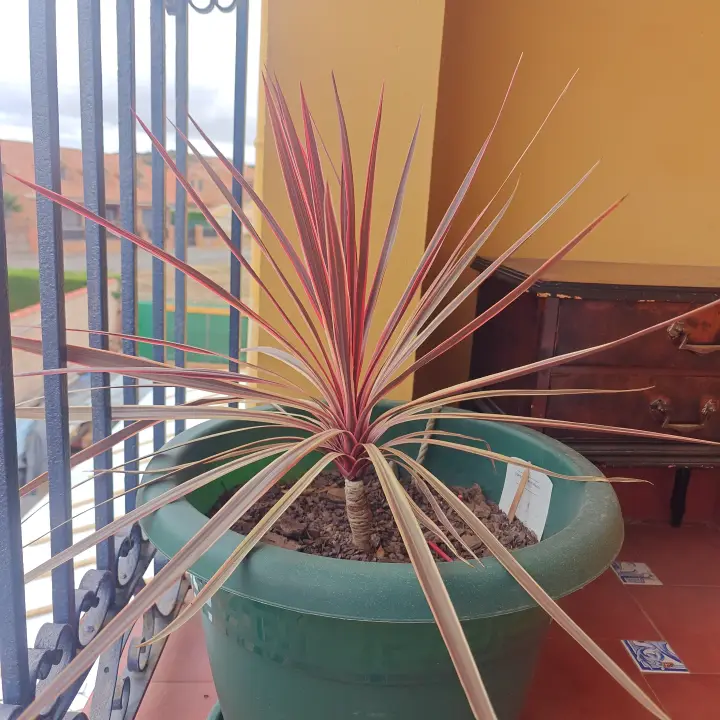 Cordyline Australis 2