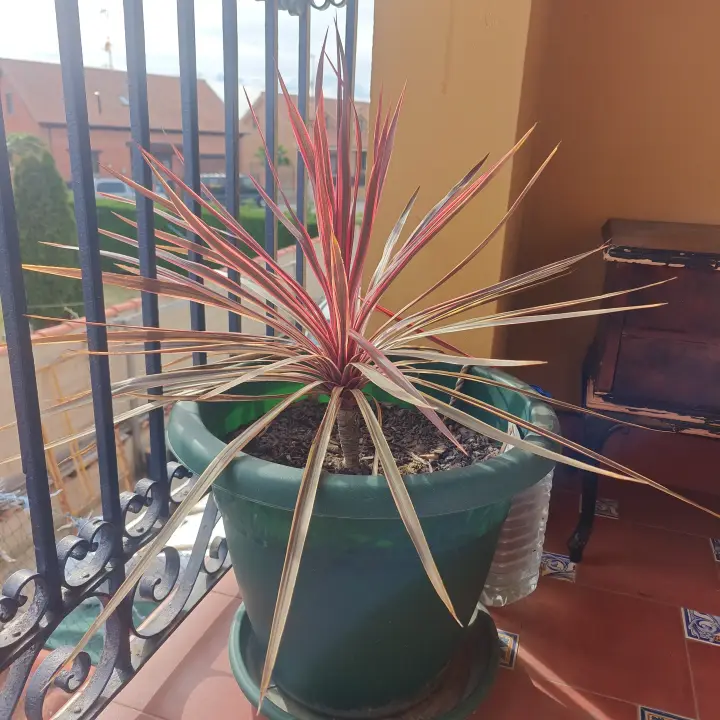 Cordyline Australis 1
