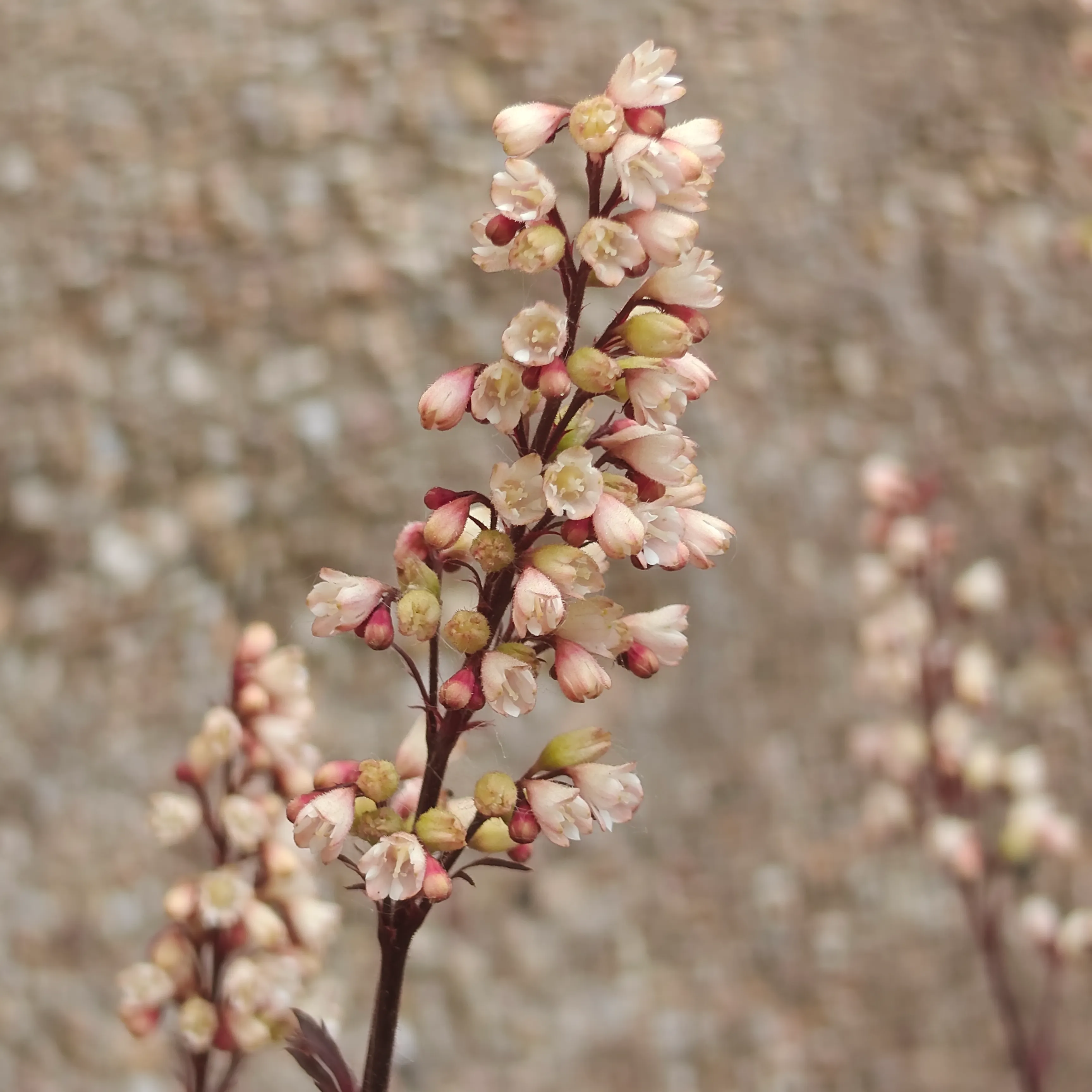 Heuchera Micrantha 2