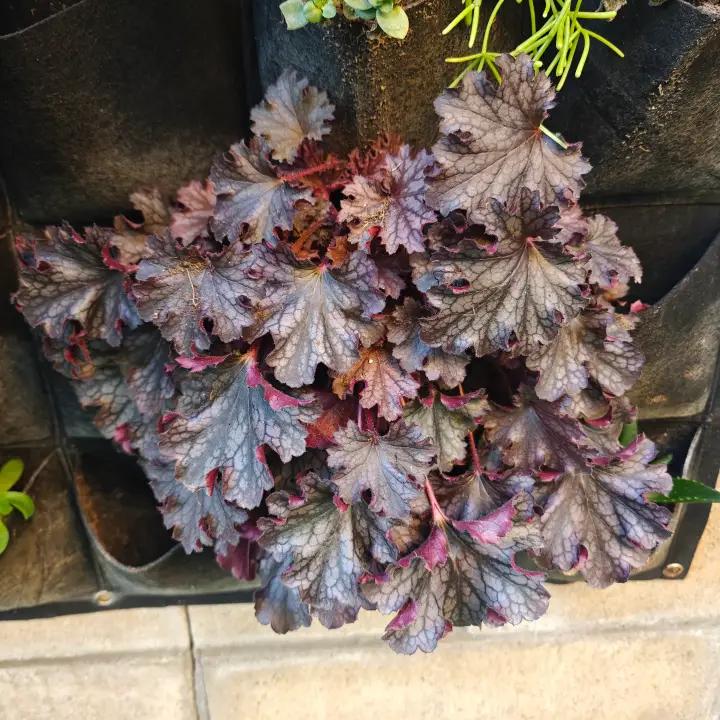 Heuchera Micrantha 1